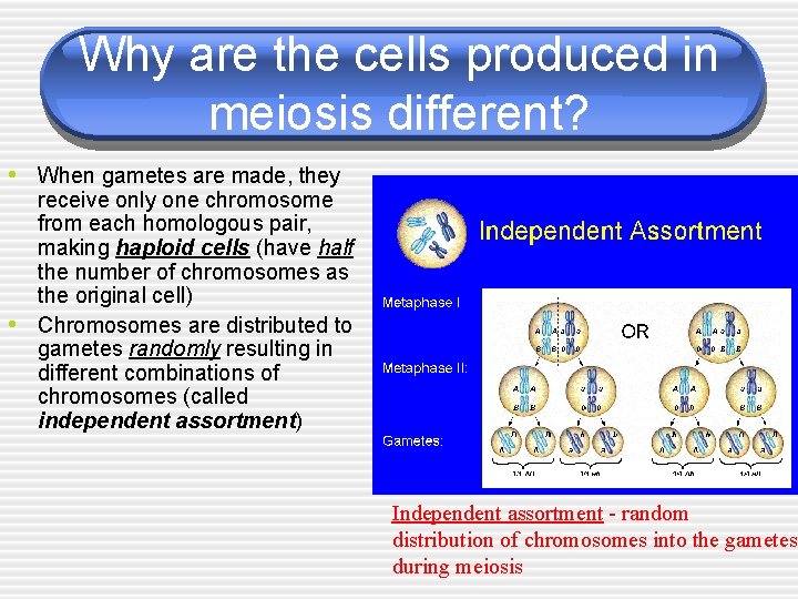 Why are the cells produced in meiosis different? • When gametes are made, they