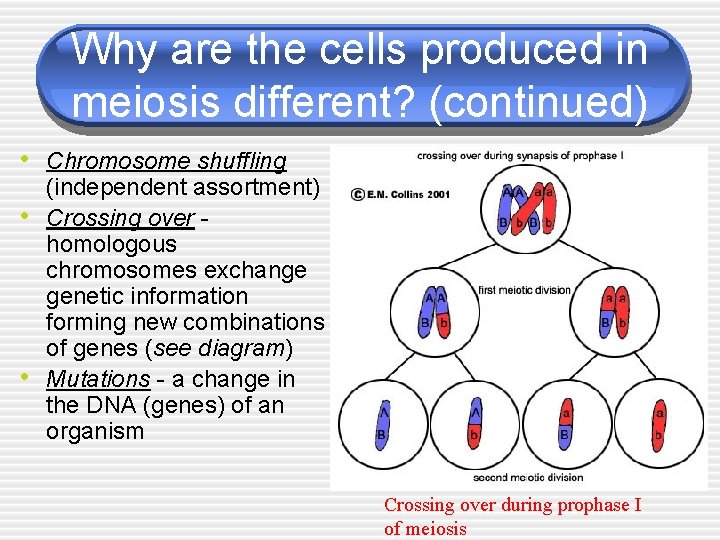 Why are the cells produced in meiosis different? (continued) • Chromosome shuffling • •