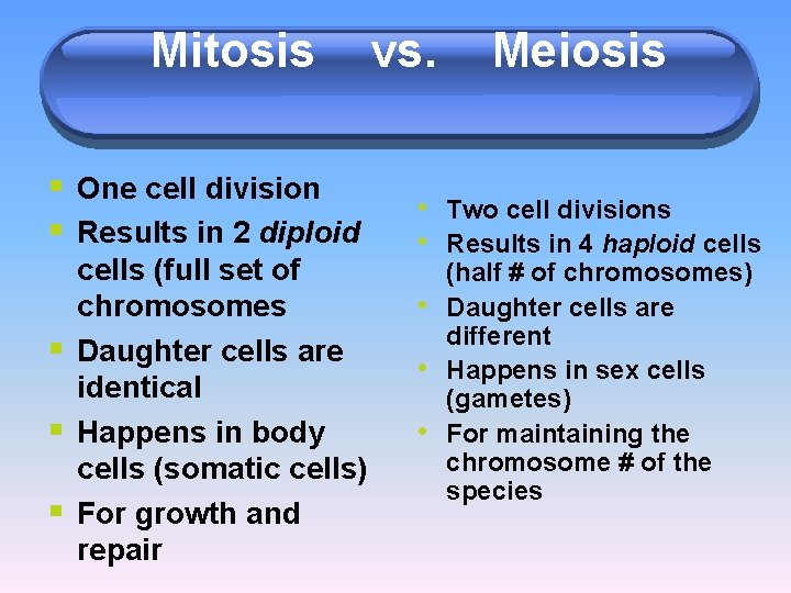 Mitosis § One cell division § Results in 2 diploid § § § cells