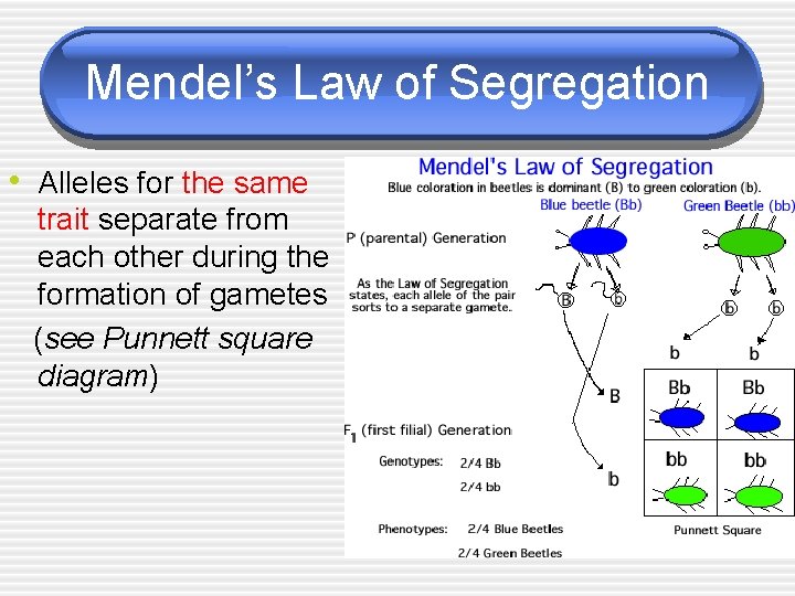 Mendel’s Law of Segregation • Alleles for the same trait separate from each other