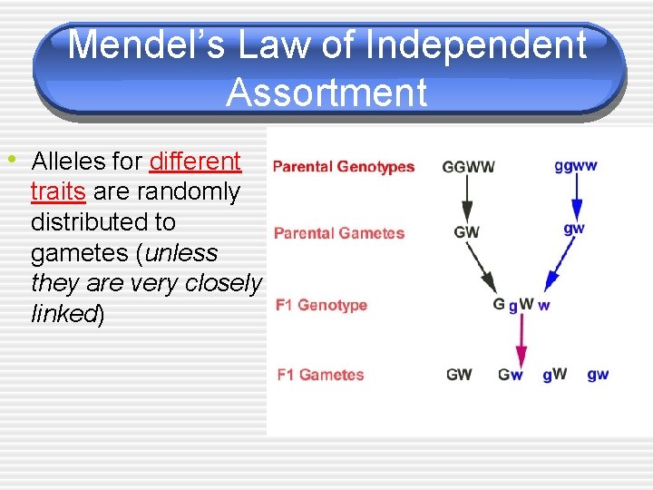 Mendel’s Law of Independent Assortment • Alleles for different traits are randomly distributed to