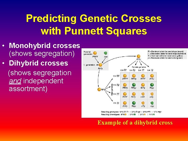 Predicting Genetic Crosses with Punnett Squares • Monohybrid crosses (shows segregation) • Dihybrid crosses
