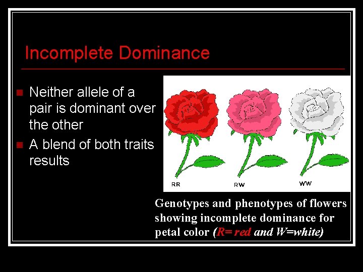 Incomplete Dominance n n Neither allele of a pair is dominant over the other