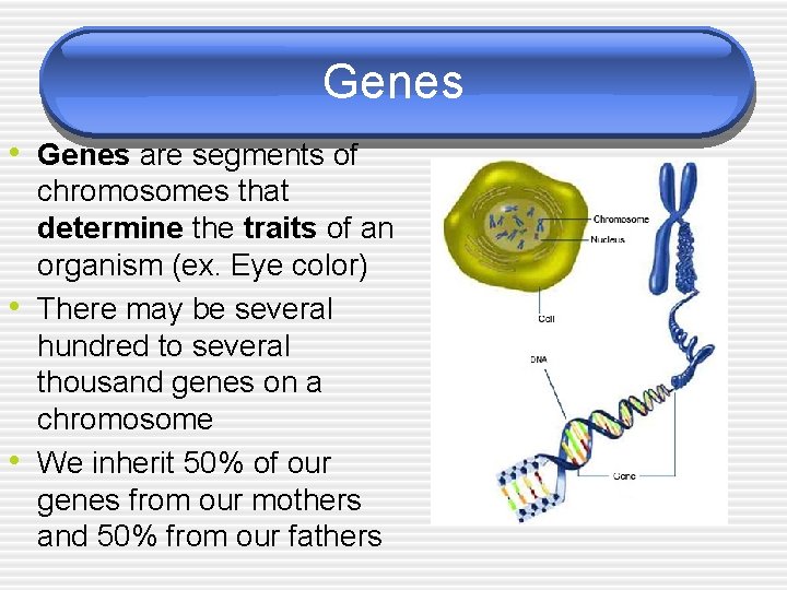 Genes • Genes are segments of • • chromosomes that determine the traits of