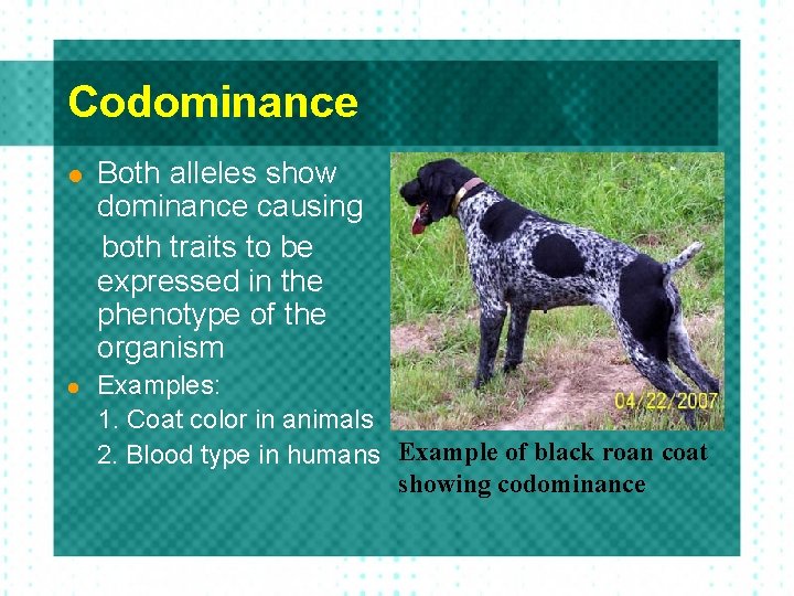 Codominance l l Both alleles show dominance causing both traits to be expressed in