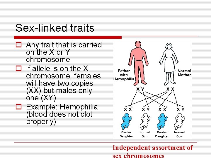 Sex-linked traits o Any trait that is carried on the X or Y chromosome