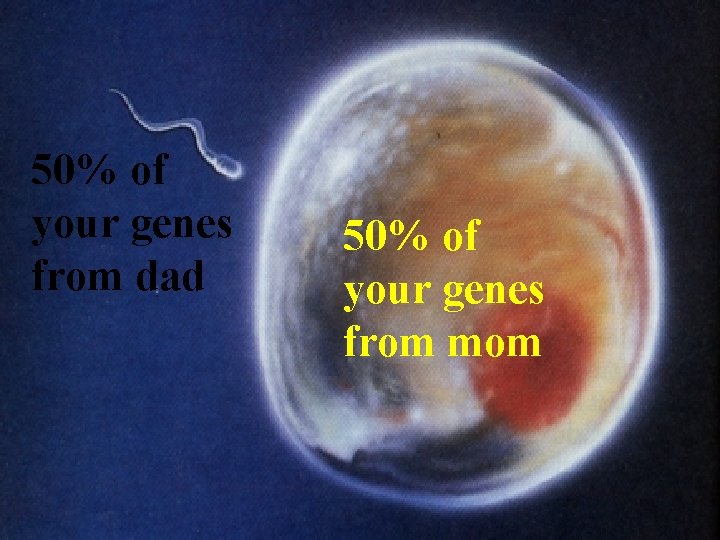 50% of your genes from dad 50% of your genes from mom 