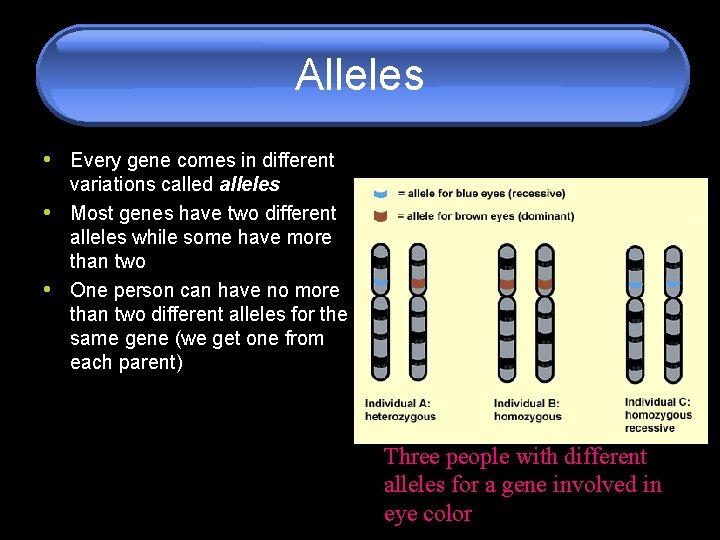 Alleles • Every gene comes in different • • variations called alleles Most genes