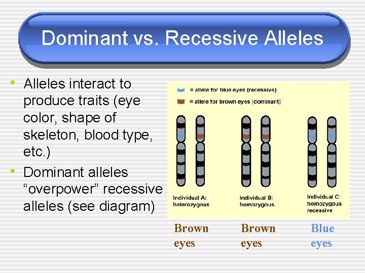 Dominant vs. Recessive Alleles • Alleles interact to • produce traits (eye color, shape