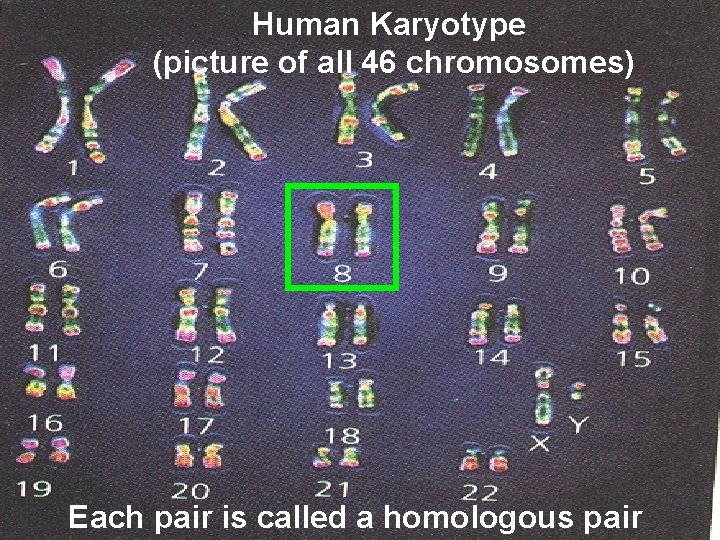 Human Karyotype (picture of all 46 chromosomes) Each pair is called a homologous pair