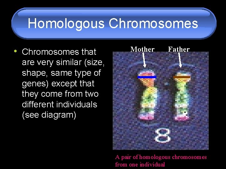 Homologous Chromosomes • Chromosomes that Mother Father are very similar (size, shape, same type