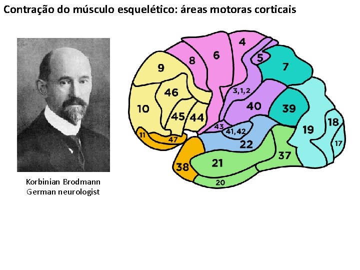 Contração do músculo esquelético: áreas motoras corticais Korbinian Brodmann German neurologist 