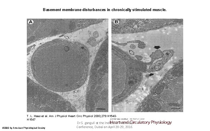 Basement membrane disturbances in chronically stimulated muscle. T. L. Haas et al. Am J