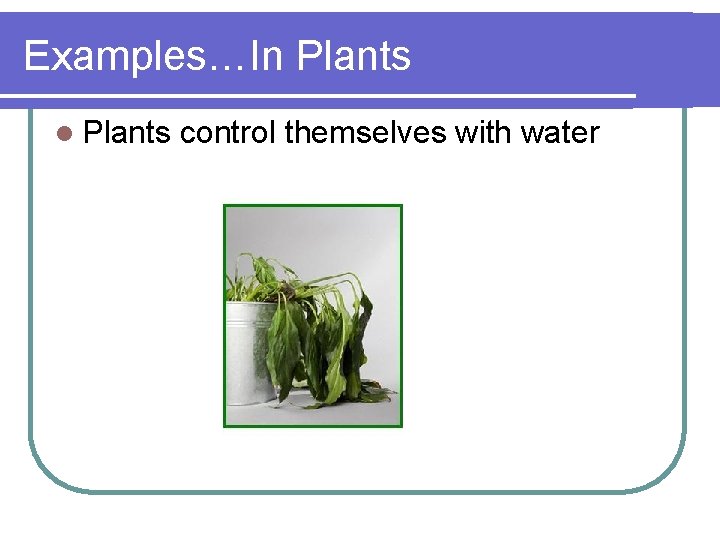 Examples…In Plants l Plants control themselves with water 