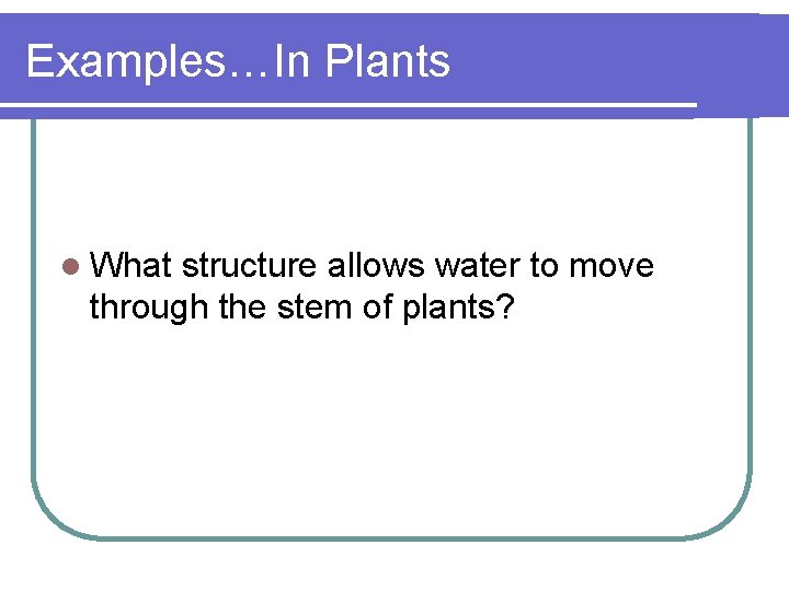 Examples…In Plants l What structure allows water to move through the stem of plants?