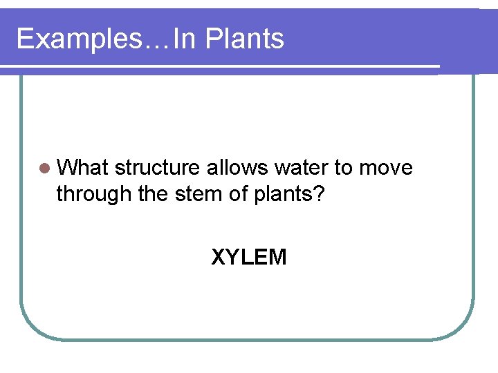 Examples…In Plants l What structure allows water to move through the stem of plants?