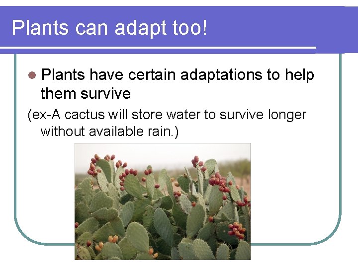 Plants can adapt too! l Plants have certain adaptations to help them survive (ex-A