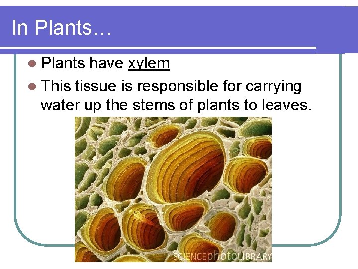 In Plants… l Plants have xylem l This tissue is responsible for carrying water
