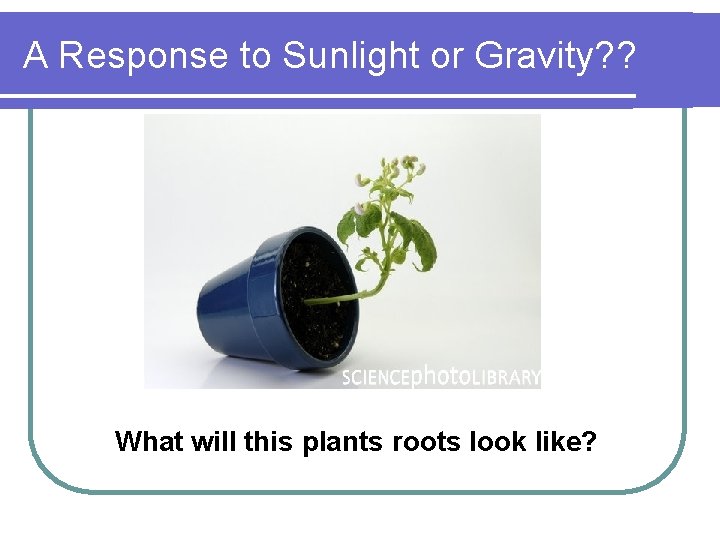 A Response to Sunlight or Gravity? ? What will this plants roots look like?