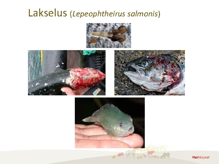 Lakselus (Lepeophtheirus salmonis) Lakselus (Lepeophtheirus salmonis)