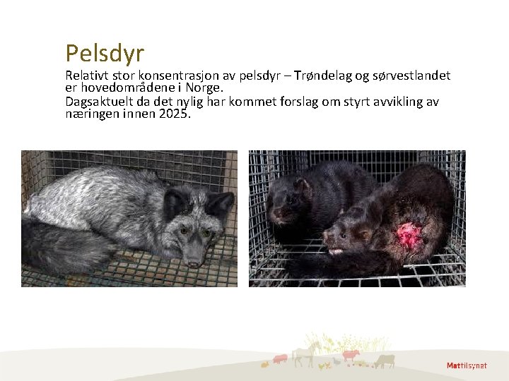 Pelsdyr Relativt stor konsentrasjon av pelsdyr – Trøndelag og sørvestlandet er hovedområdene i Norge. Pelsdyr Relativt stor konsentrasjon av pelsdyr – Trøndelag og sørvestlandet er hovedområdene i Norge.