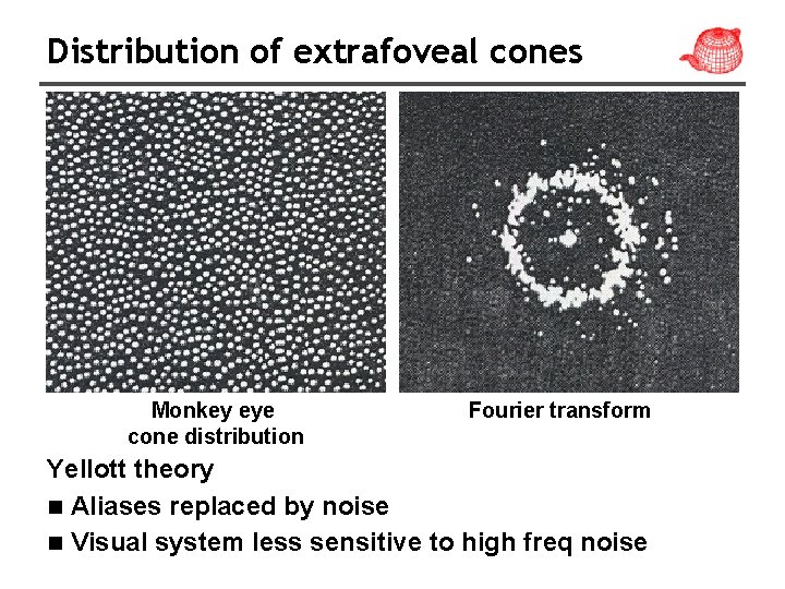 Distribution of extrafoveal cones Monkey eye cone distribution Fourier transform Yellott theory n Aliases