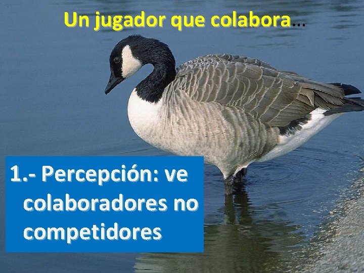 Un jugador que colabora… colabora 1. - Percepción: ve colaboradores no competidores 