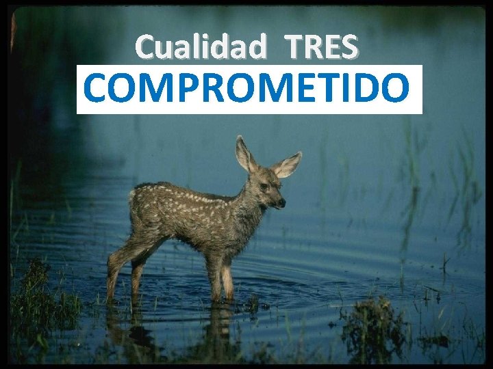 Cualidad TRES COMPROMETIDO 