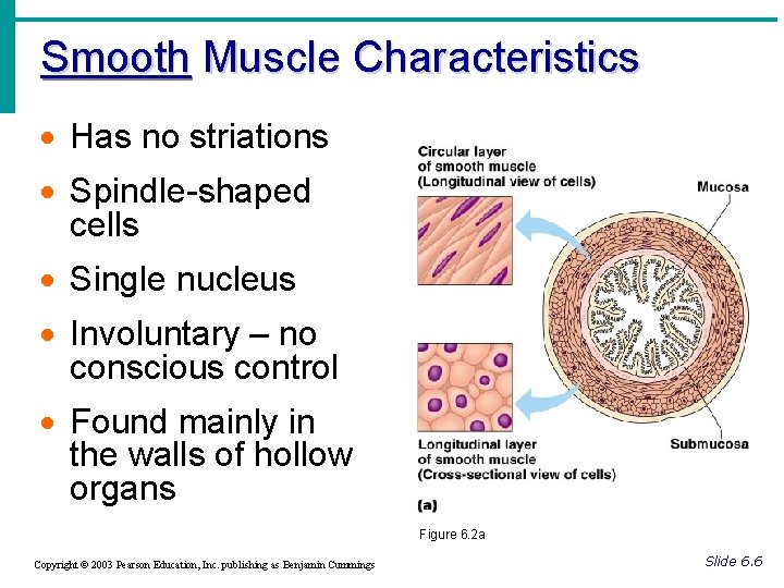 Smooth Muscle Characteristics · Has no striations · Spindle-shaped cells · Single nucleus ·