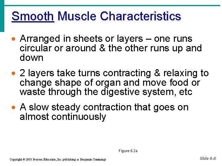 Smooth Muscle Characteristics · Arranged in sheets or layers – one runs circular or