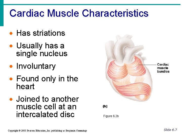 Cardiac Muscle Characteristics · Has striations · Usually has a single nucleus · Involuntary
