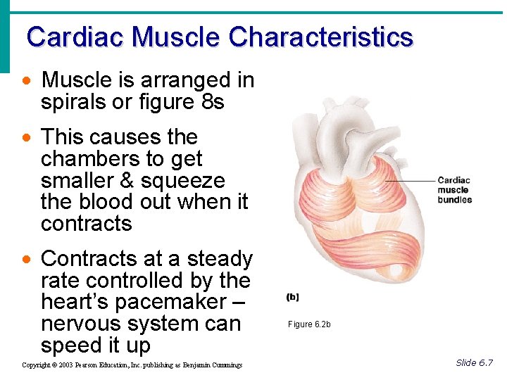 Cardiac Muscle Characteristics · Muscle is arranged in spirals or figure 8 s ·