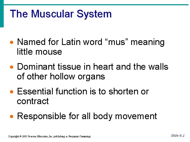 The Muscular System · Named for Latin word “mus” meaning little mouse · Dominant