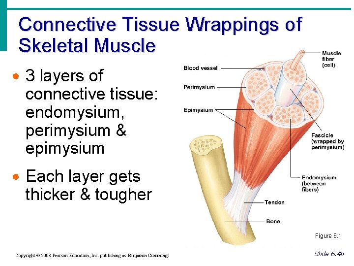 Connective Tissue Wrappings of Skeletal Muscle · 3 layers of connective tissue: endomysium, perimysium