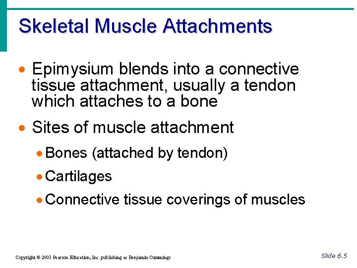 Skeletal Muscle Attachments · Epimysium blends into a connective tissue attachment, usually a tendon