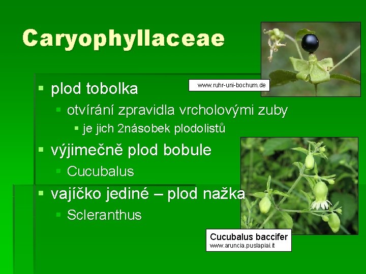 Caryophyllaceae § plod tobolka www. ruhr-uni-bochum. de § otvírání zpravidla vrcholovými zuby § je