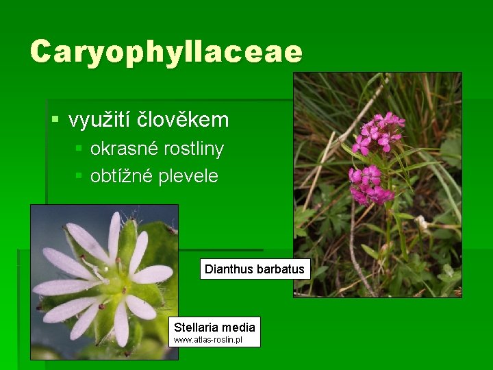 Caryophyllaceae § využití člověkem § okrasné rostliny § obtížné plevele Dianthus barbatus Stellaria media