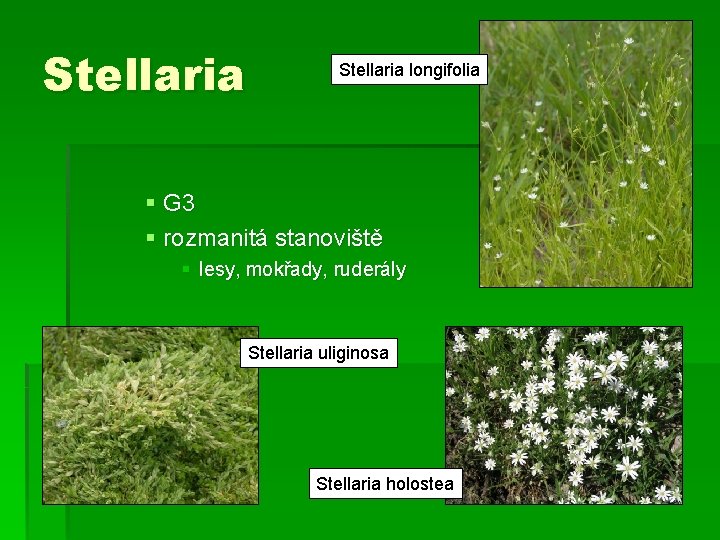 Stellaria longifolia § G 3 § rozmanitá stanoviště § lesy, mokřady, ruderály Stellaria uliginosa