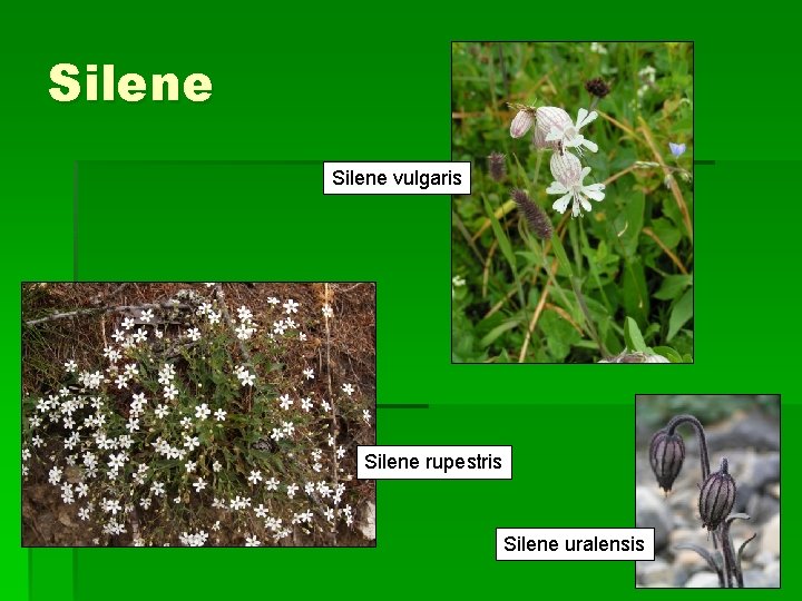 Silene vulgaris Silene rupestris Silene uralensis 