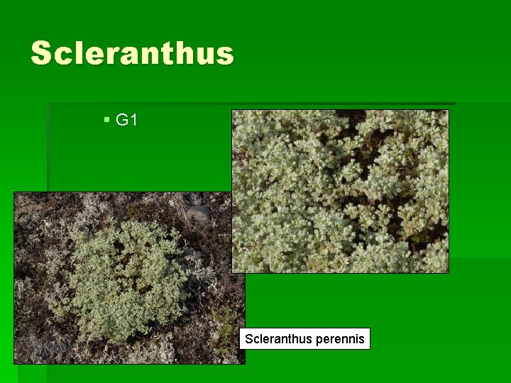 Scleranthus § G 1 Scleranthus perennis 