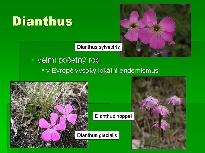 Dianthus sylvestris § velmi početný rod § v Evropě vysoký lokální endemismus Dianthus hoppei