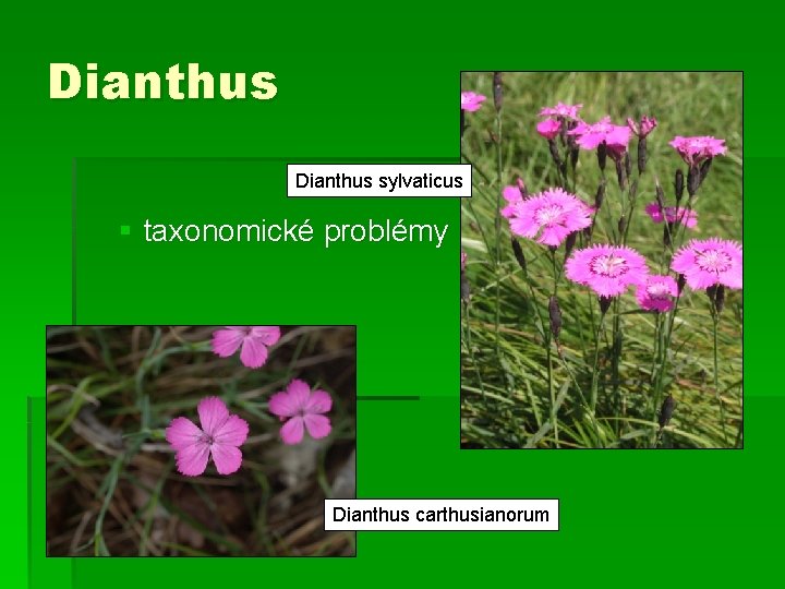 Dianthus sylvaticus § taxonomické problémy Dianthus carthusianorum 