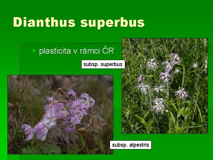 Dianthus superbus § plasticita v rámci ČR subsp. superbus subsp. alpestris 