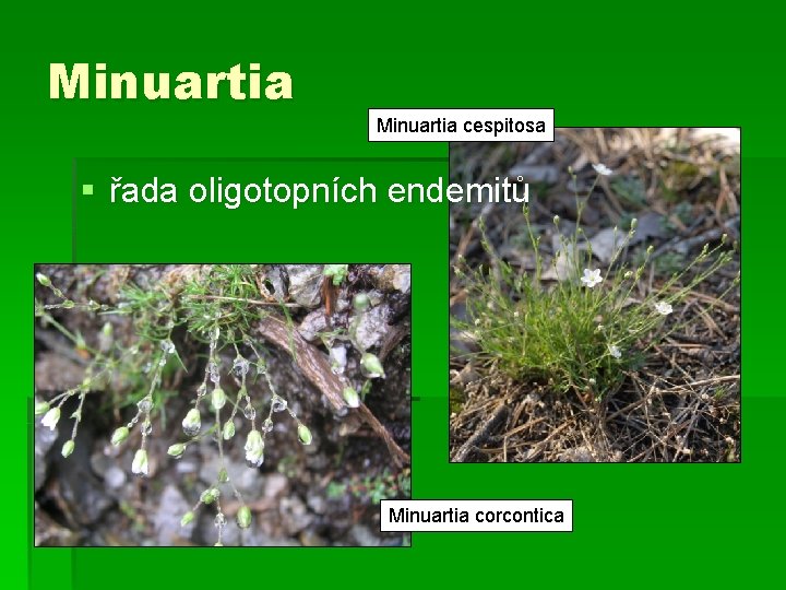 Minuartia cespitosa § řada oligotopních endemitů Minuartia corcontica 