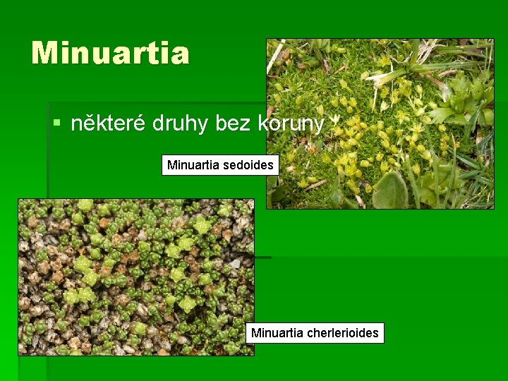 Minuartia § některé druhy bez koruny Minuartia sedoides Minuartia cherlerioides 