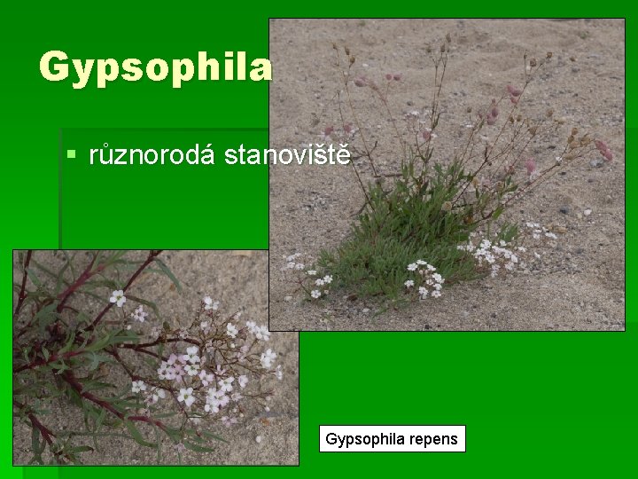 Gypsophila § různorodá stanoviště Gypsophila repens 