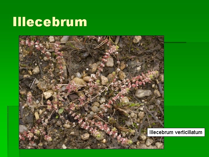 Illecebrum verticillatum 