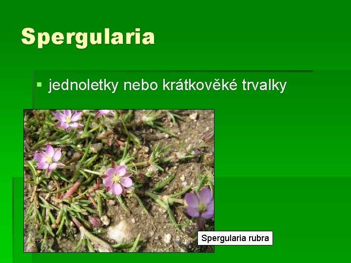 Spergularia § jednoletky nebo krátkověké trvalky Spergularia rubra 