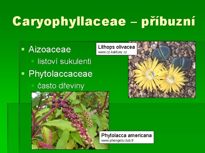 Caryophyllaceae – příbuzní § Aizoaceae Lithops olivacea www. cz-kaktusy. cz § listoví sukulenti §