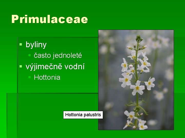 Primulaceae § byliny § často jednoleté § výjimečně vodní § Hottonia palustris 